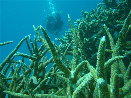 174 Staghorn coral and Squeench.jpg