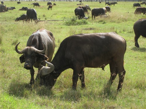 019 African Buffalo.jpg