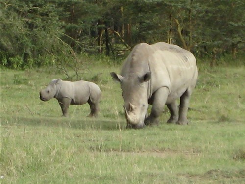 041 Another group of White Rhinos.jpg