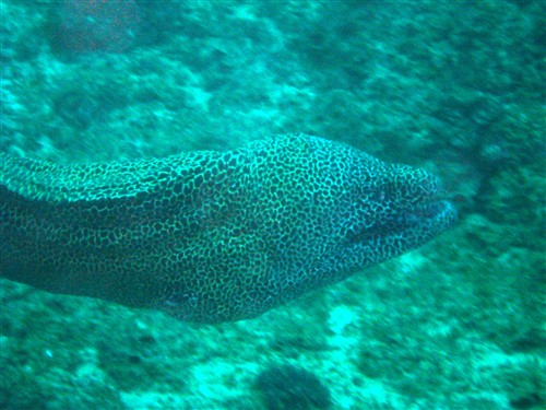 07 Honeycomb Moray Eel free swimming.jpg