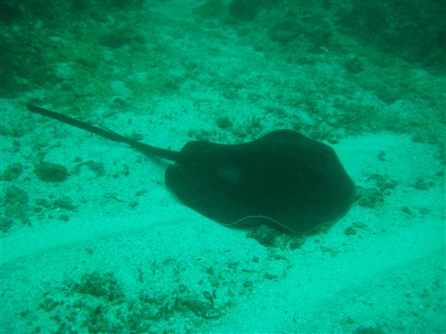 09 Blotched Fantail Ray.jpg