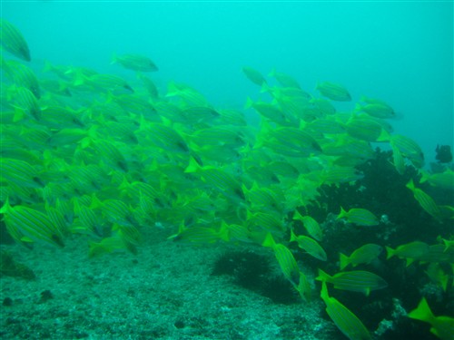 14 School of yellow fish.jpg
