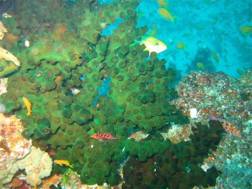 15 Green Tree Coral.jpg