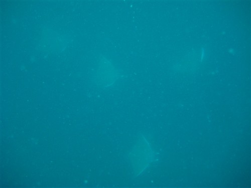 20 Squadron of Devil rays swimming below us during safety stop.jpg