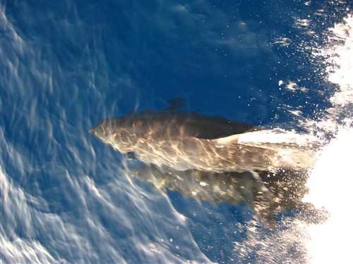 051 Dolphins swimming with our boat.jpg